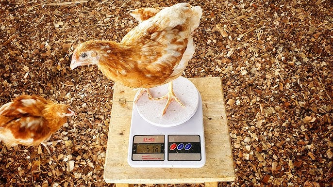 Regular Monitoring