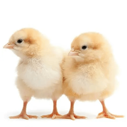 Supply of Chicks