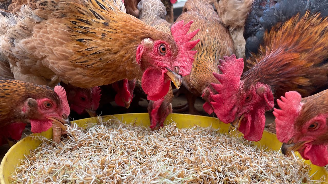 Feed & Nutrition